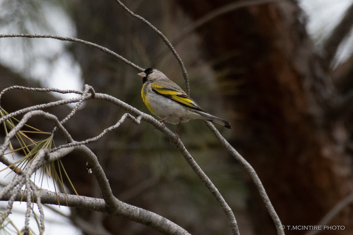 Lawrence's Goldfinch - ML567789691