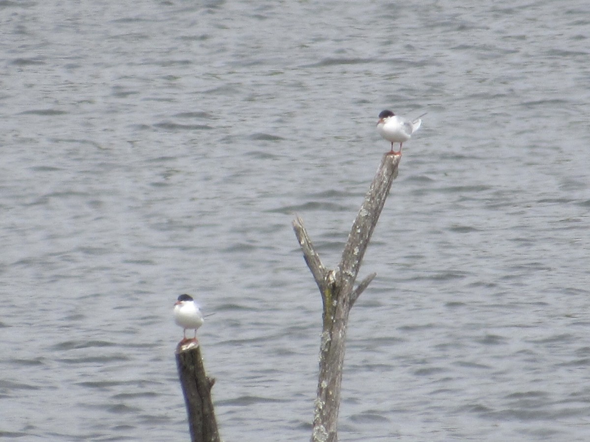 Forster's Tern - ML567790331