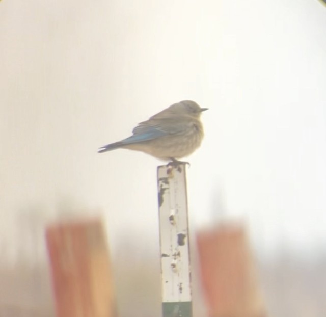 Mountain Bluebird - ML567790401