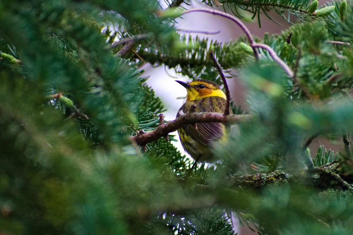 Cape May Warbler - ML567790431