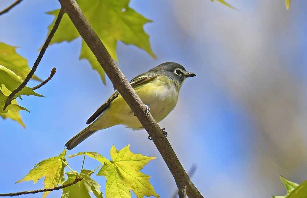 Mavi Başlı Vireo - ML567791481