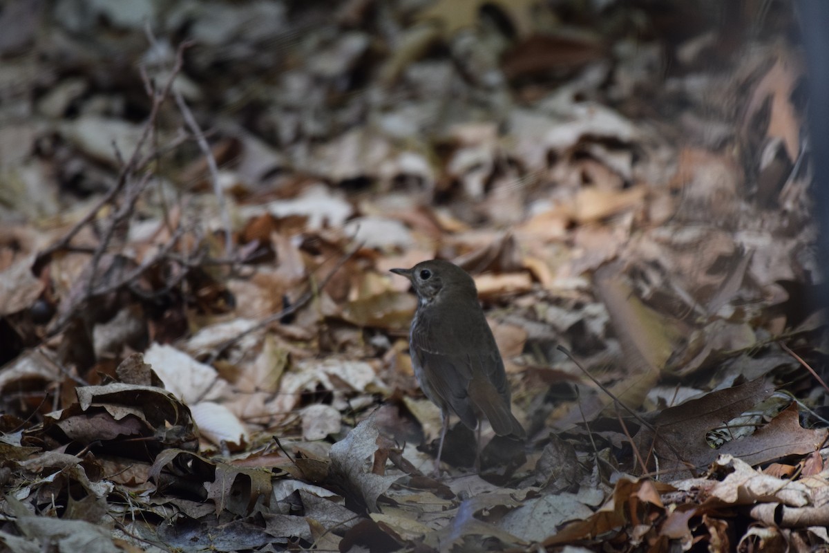 Hermit Thrush - ML567793531