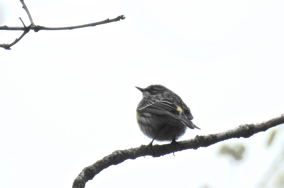 Yellow-rumped Warbler - Candy Giles