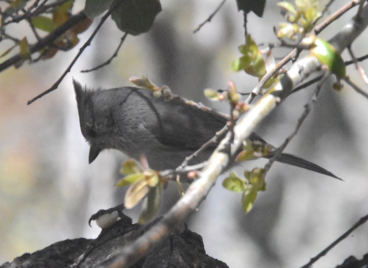 Juniper Titmouse - ML567795861