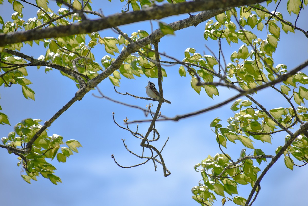 Chestnut-sided Warbler - ML567796431