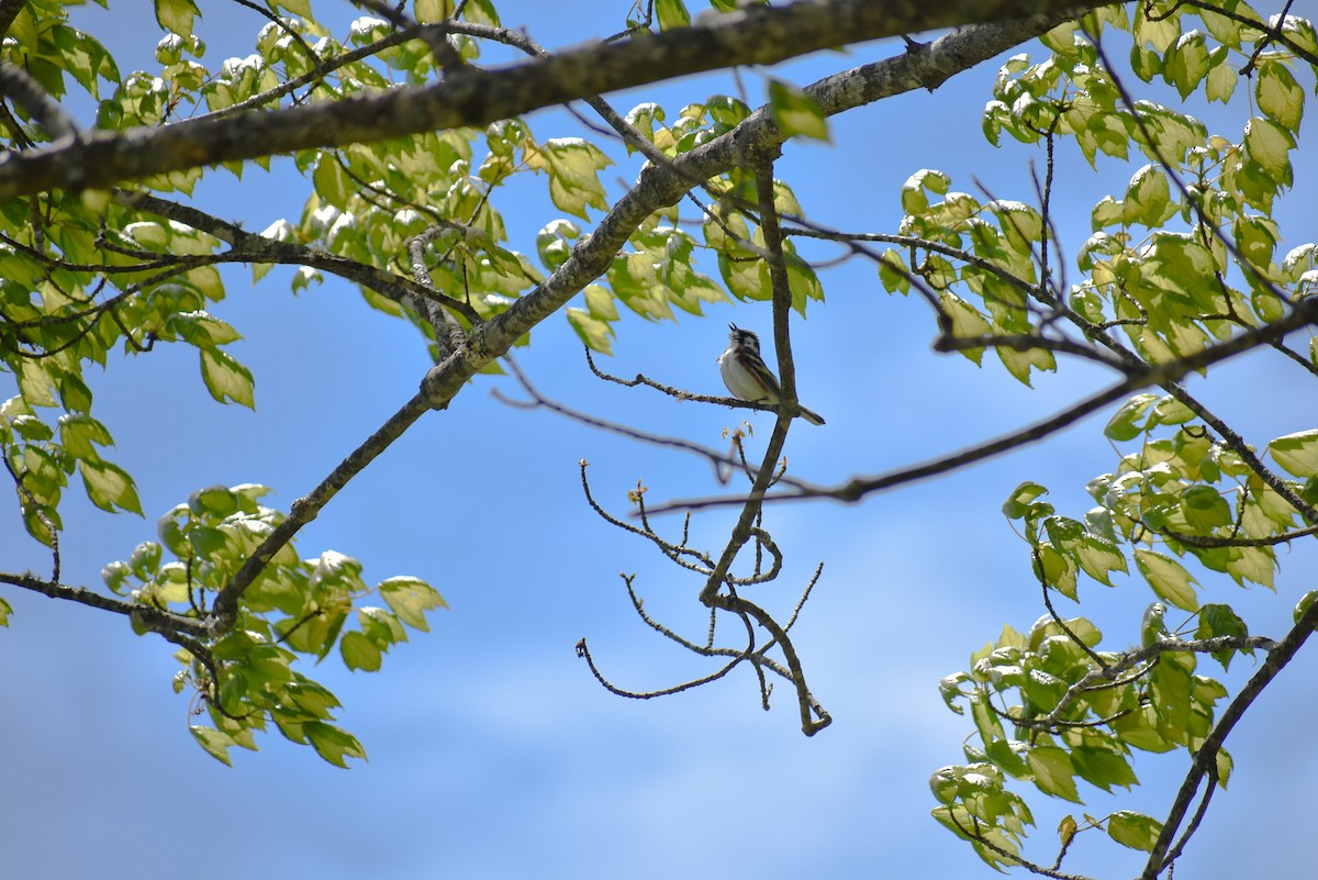 Chestnut-sided Warbler - ML567796451