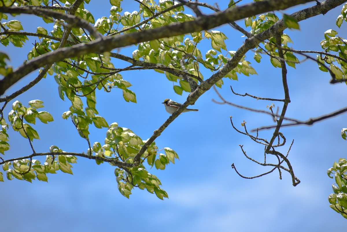 Chestnut-sided Warbler - ML567796461