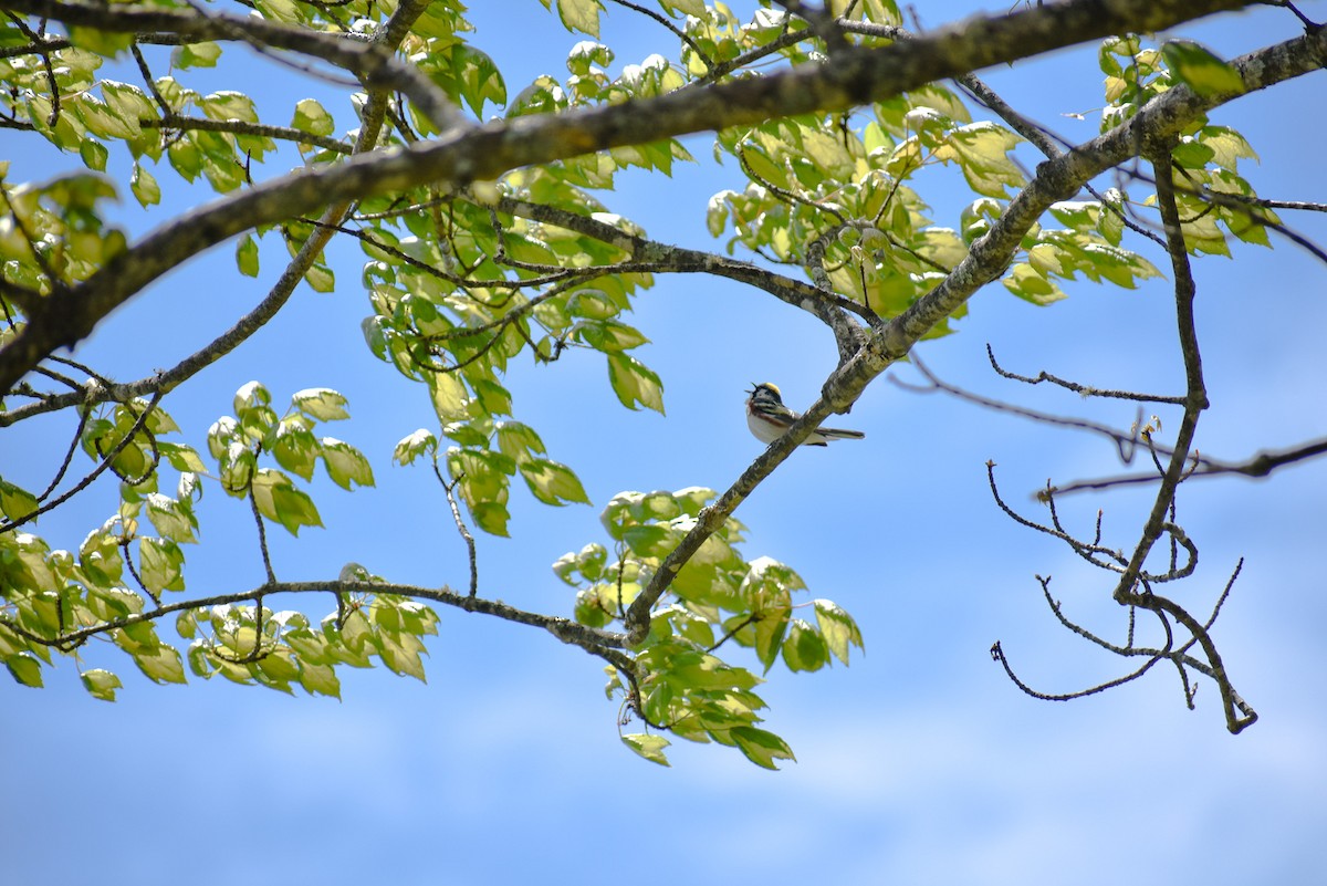 Chestnut-sided Warbler - ML567796471