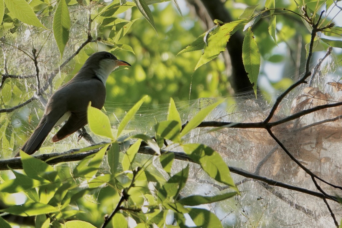 Yellow-billed Cuckoo - ML567797011