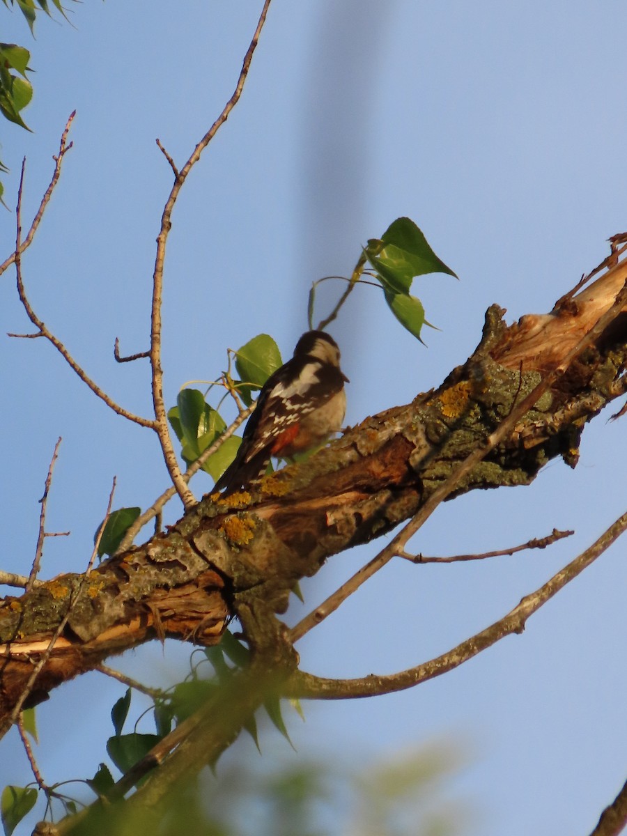 Middle Spotted Woodpecker - ML567797271