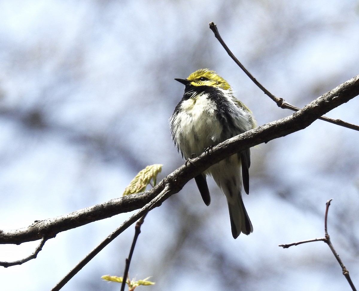 Black-throated Green Warbler - ML56779751