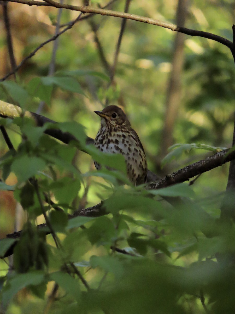 Song Thrush - ML567797671