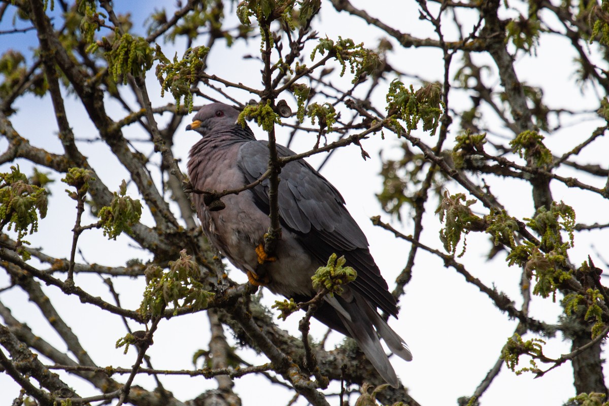 Band-tailed Pigeon - ML567797851