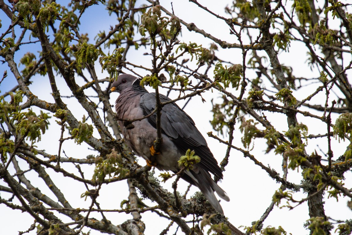 Band-tailed Pigeon - ML567797861