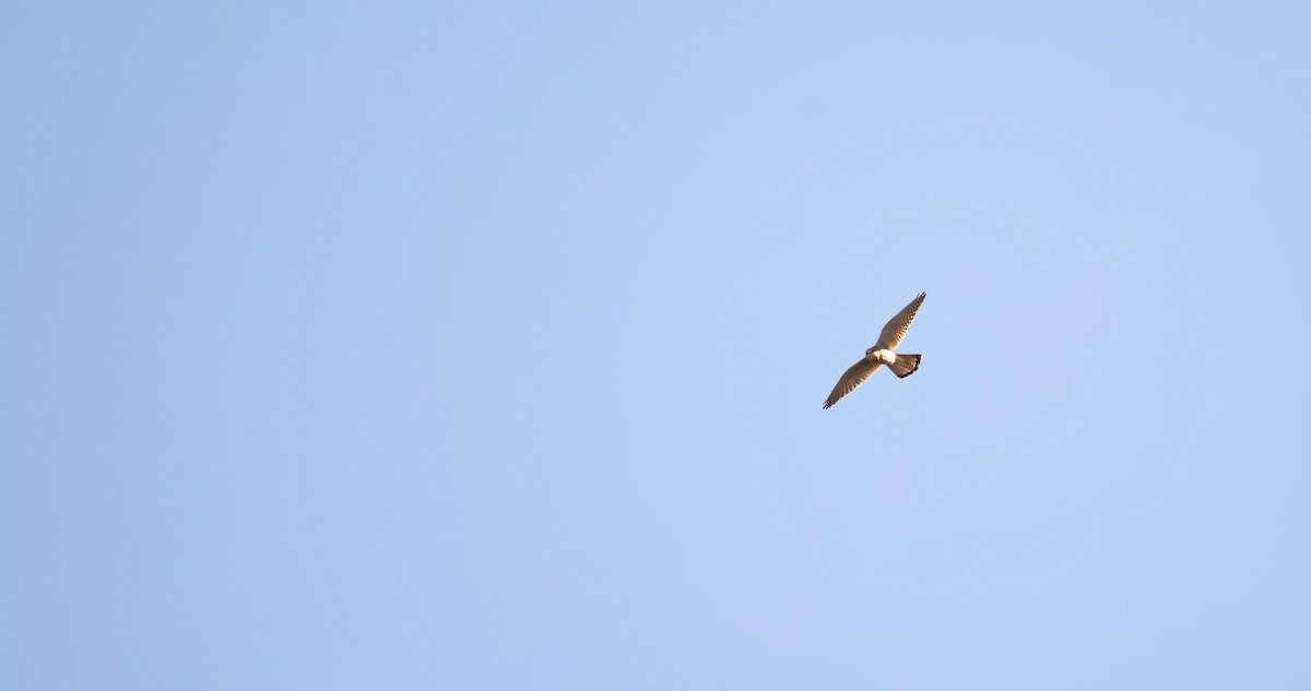 Eurasian Kestrel - Eric Francois Roualet