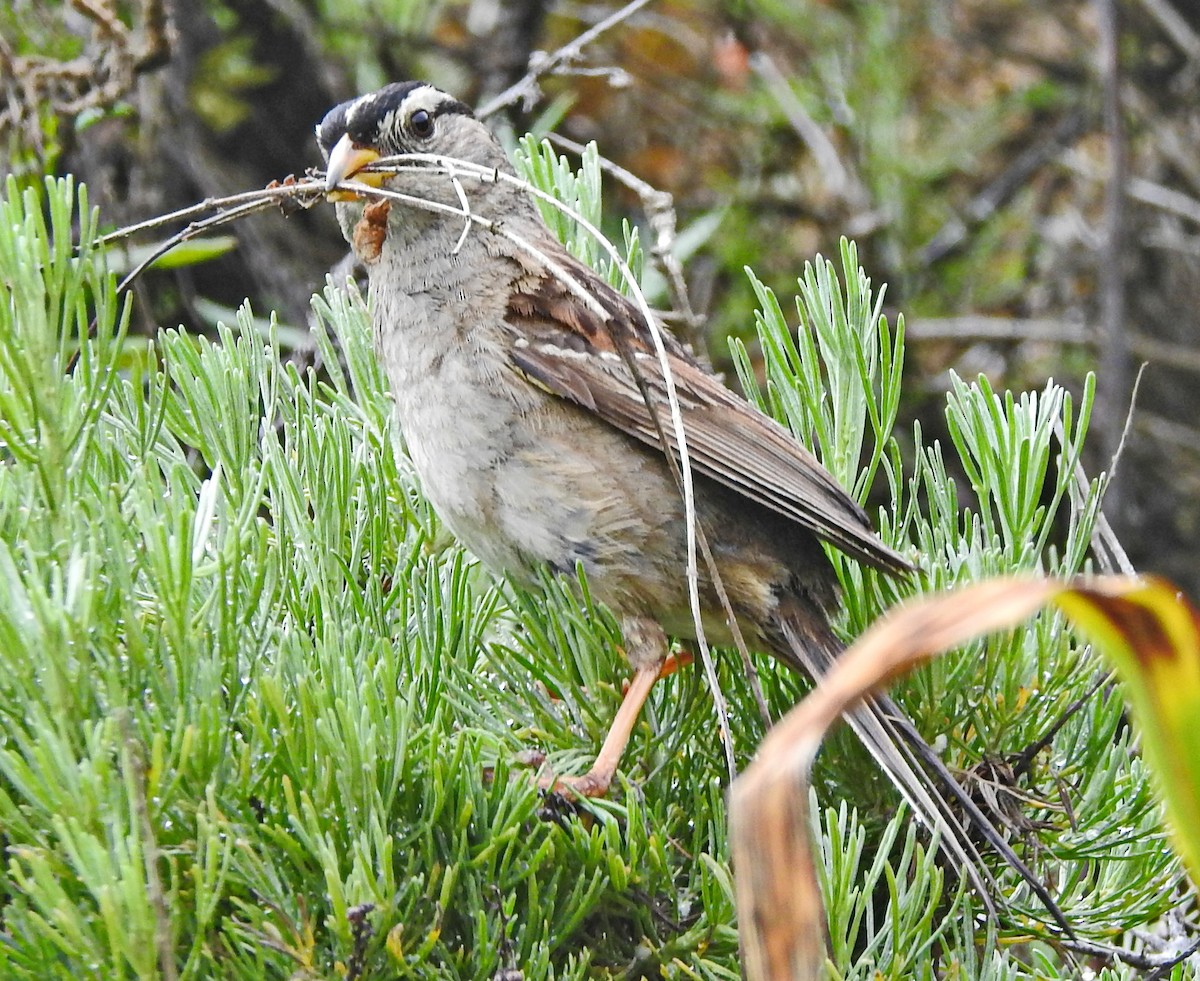 White-crowned Sparrow - Barbara Dye