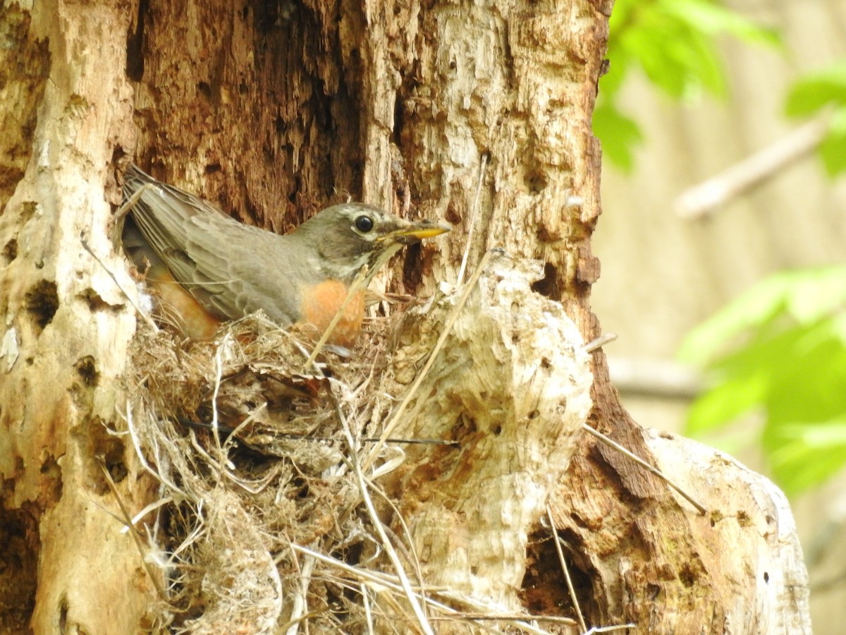 American Robin - ML56779891