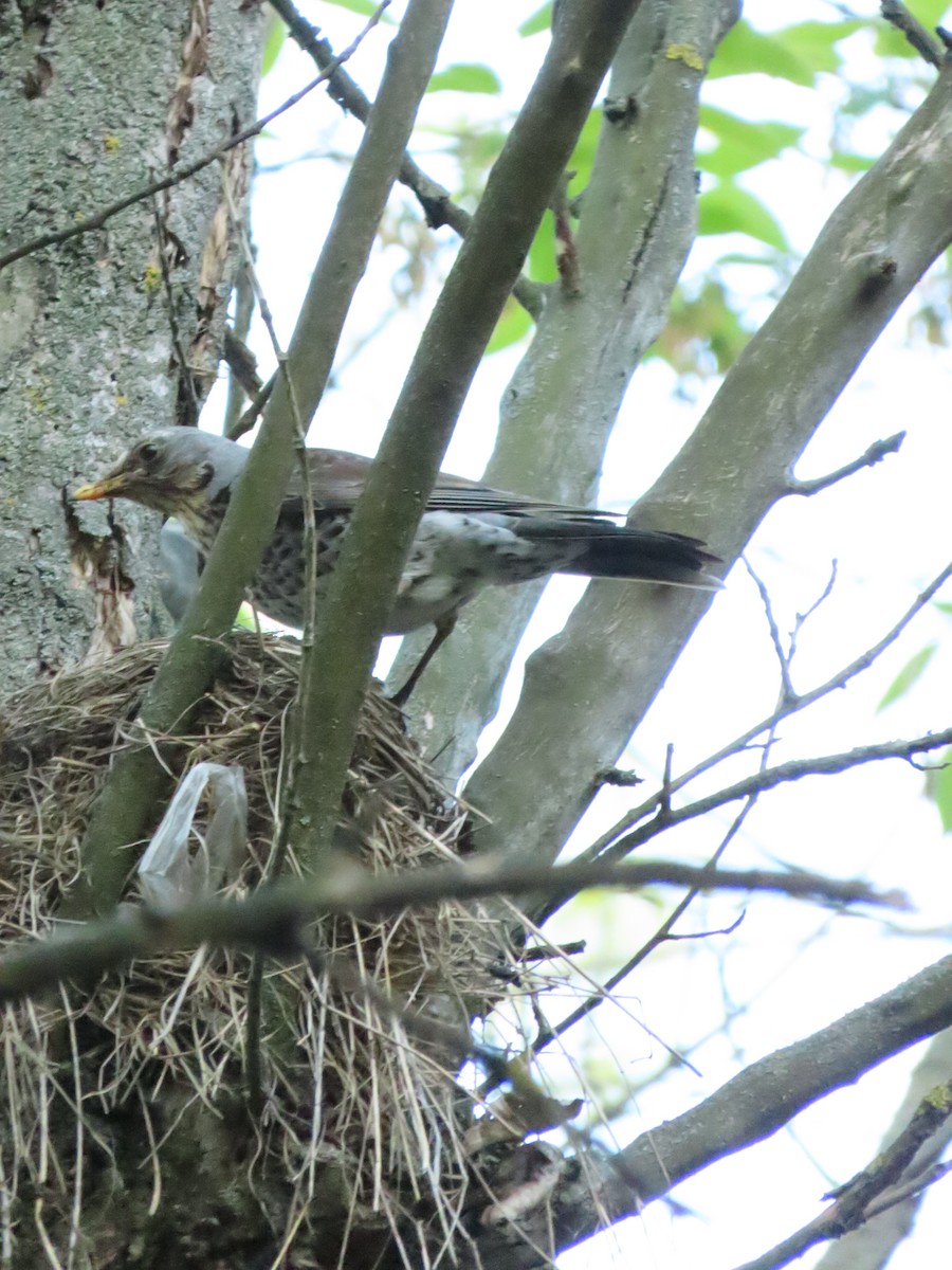 Fieldfare - ML567799081