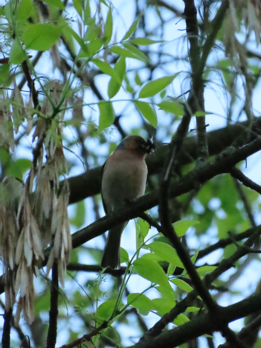 Common Chaffinch - ML567799311