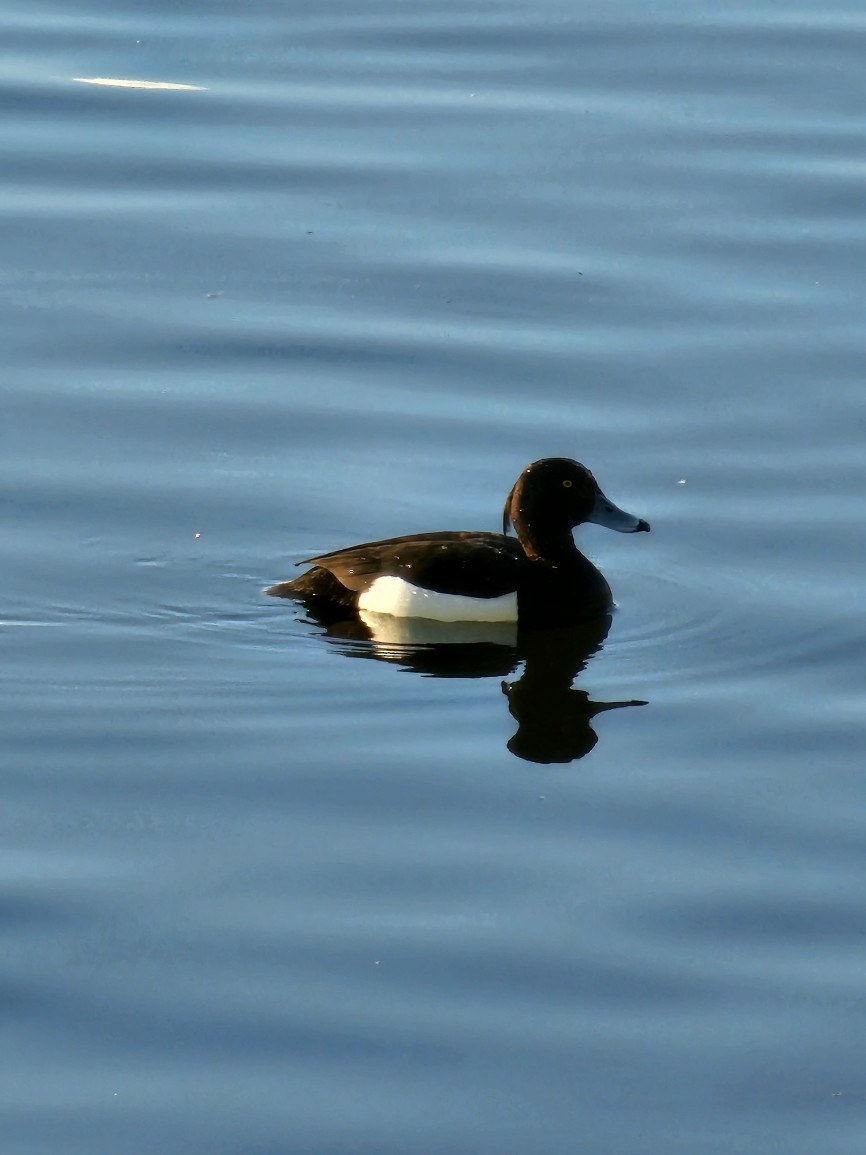 Tufted Duck - ML567799521