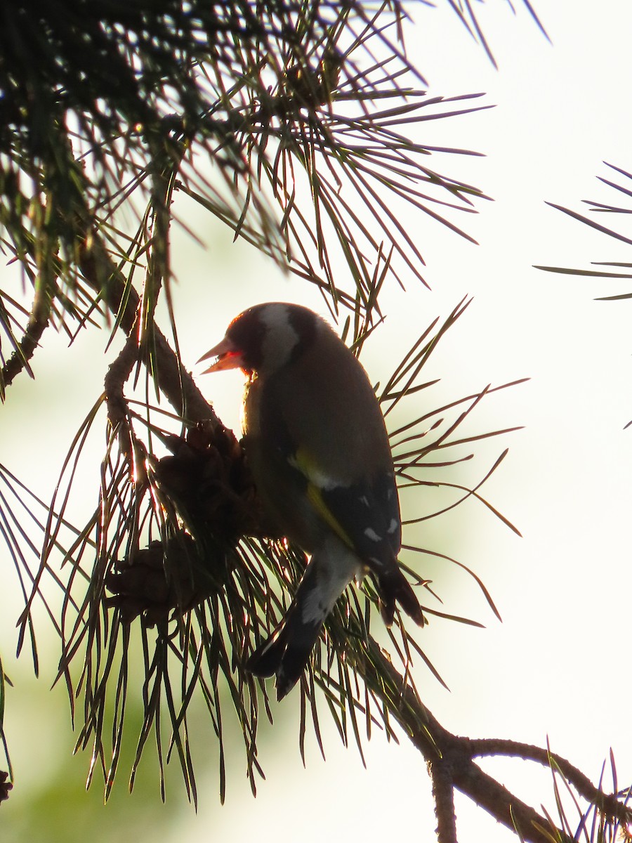 European Goldfinch - ML567799571