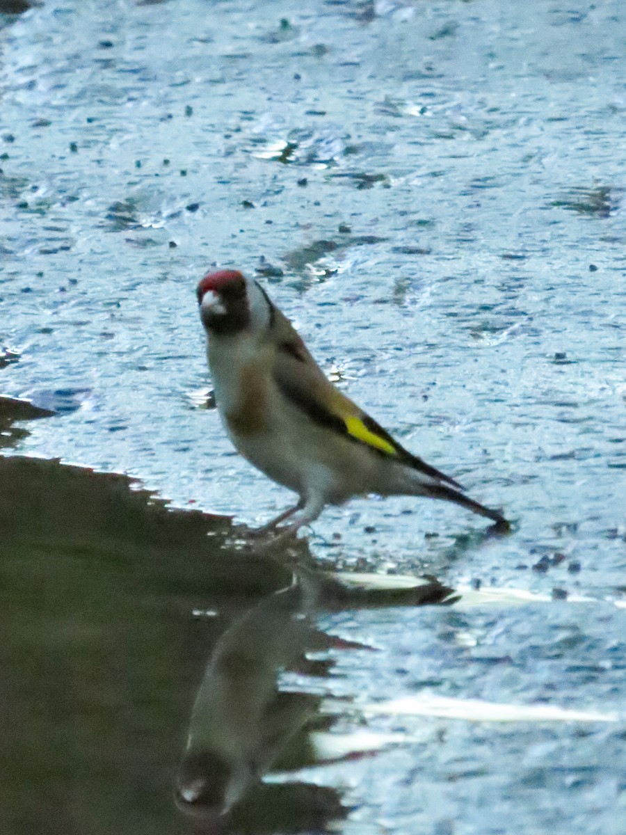 European Goldfinch - ML567799681