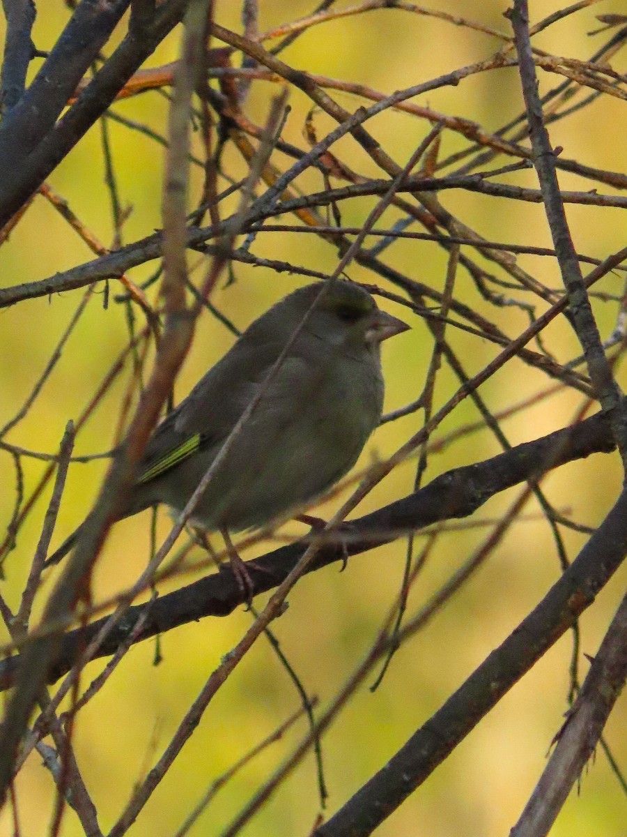 European Greenfinch - ML567799741