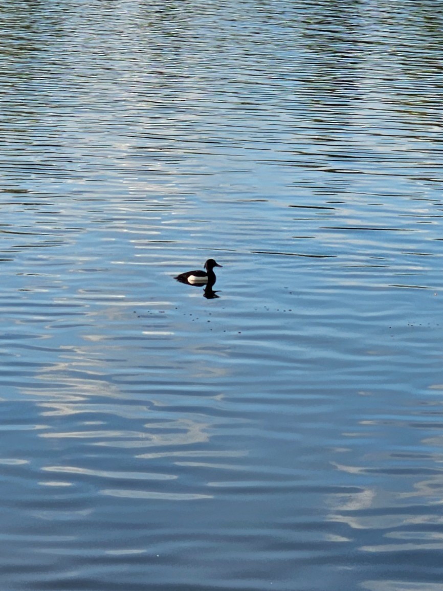 Tufted Duck - ML567800371