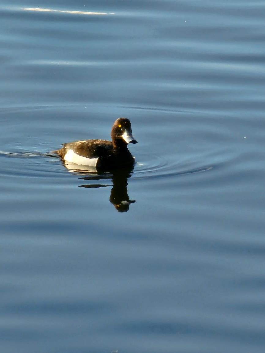 Tufted Duck - ML567800391