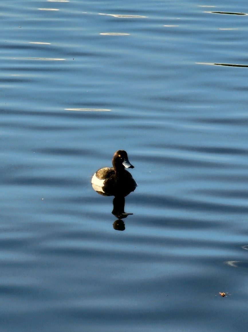 Tufted Duck - ML567800491