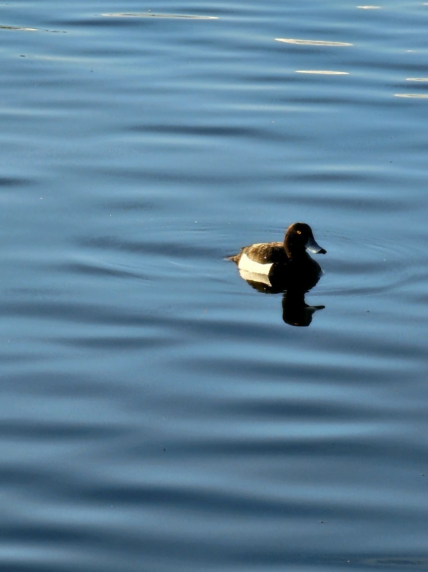 Tufted Duck - ML567800501