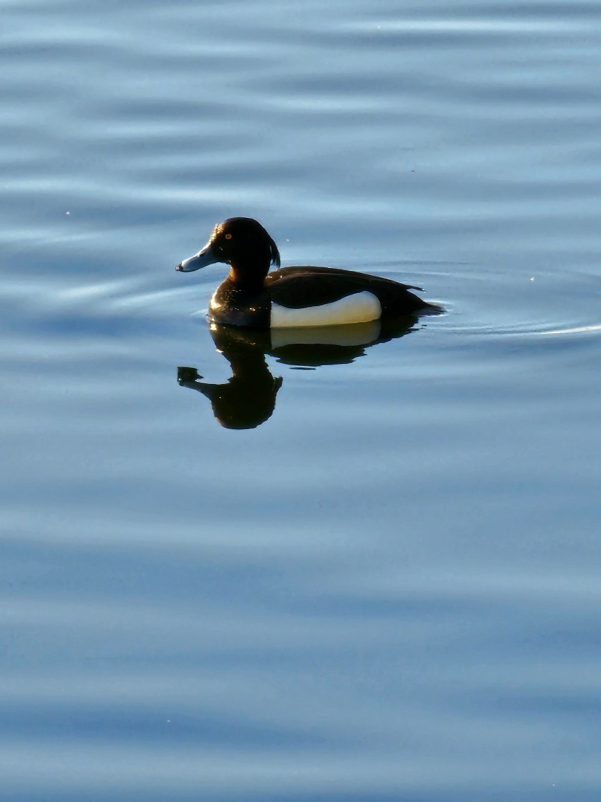 Tufted Duck - ML567800531