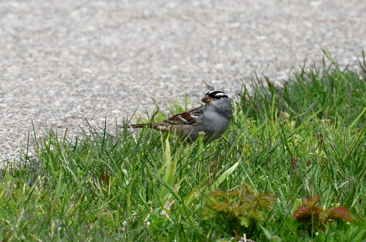 White-crowned Sparrow - ML567801081