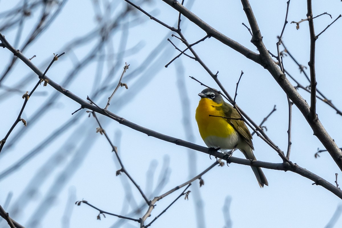 Yellow-breasted Chat - ML567801821