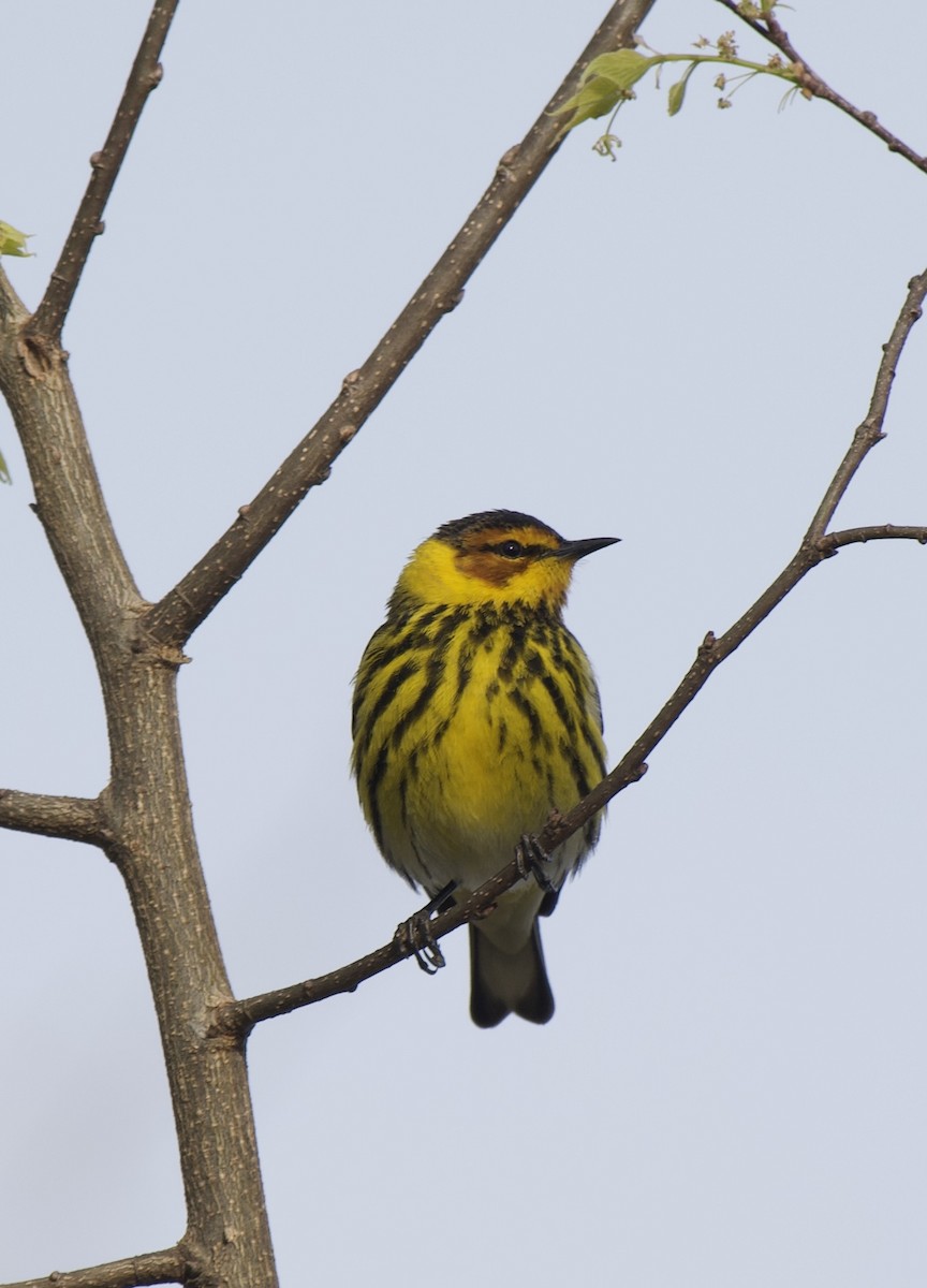 Cape May Warbler - ML567802251