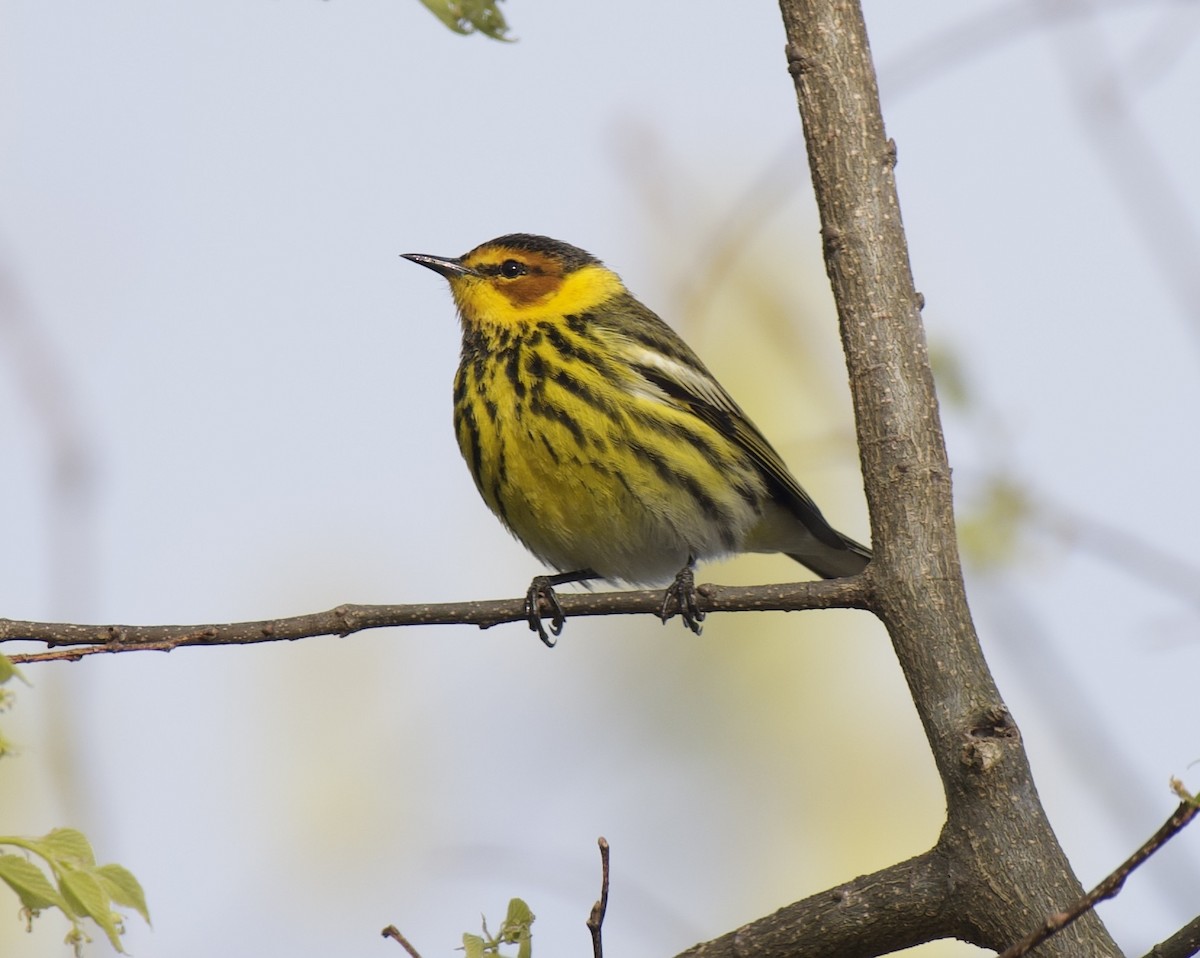 Cape May Warbler - ML567802261