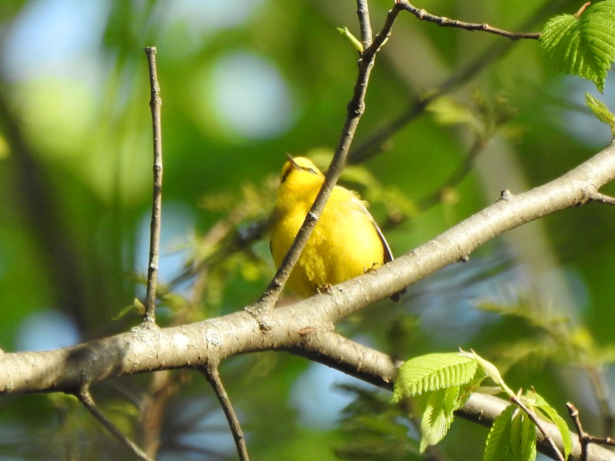 Blue-winged Warbler - Ron Marek