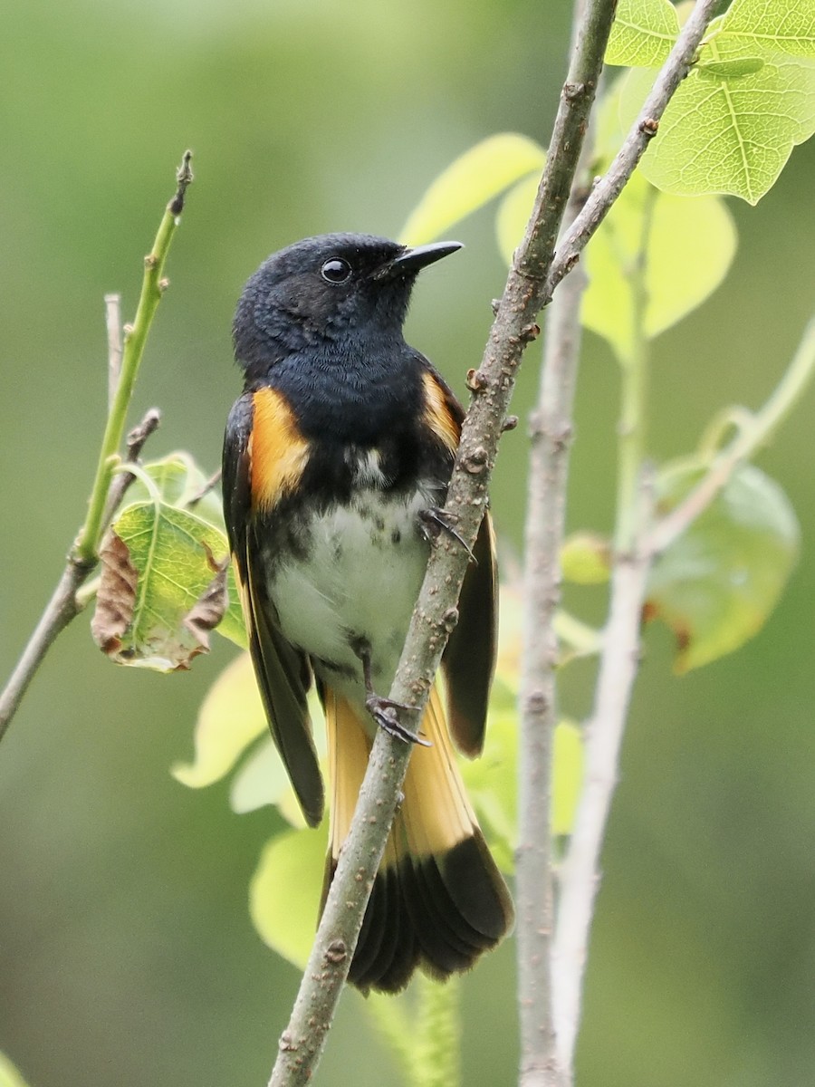 American Redstart - ML567803771