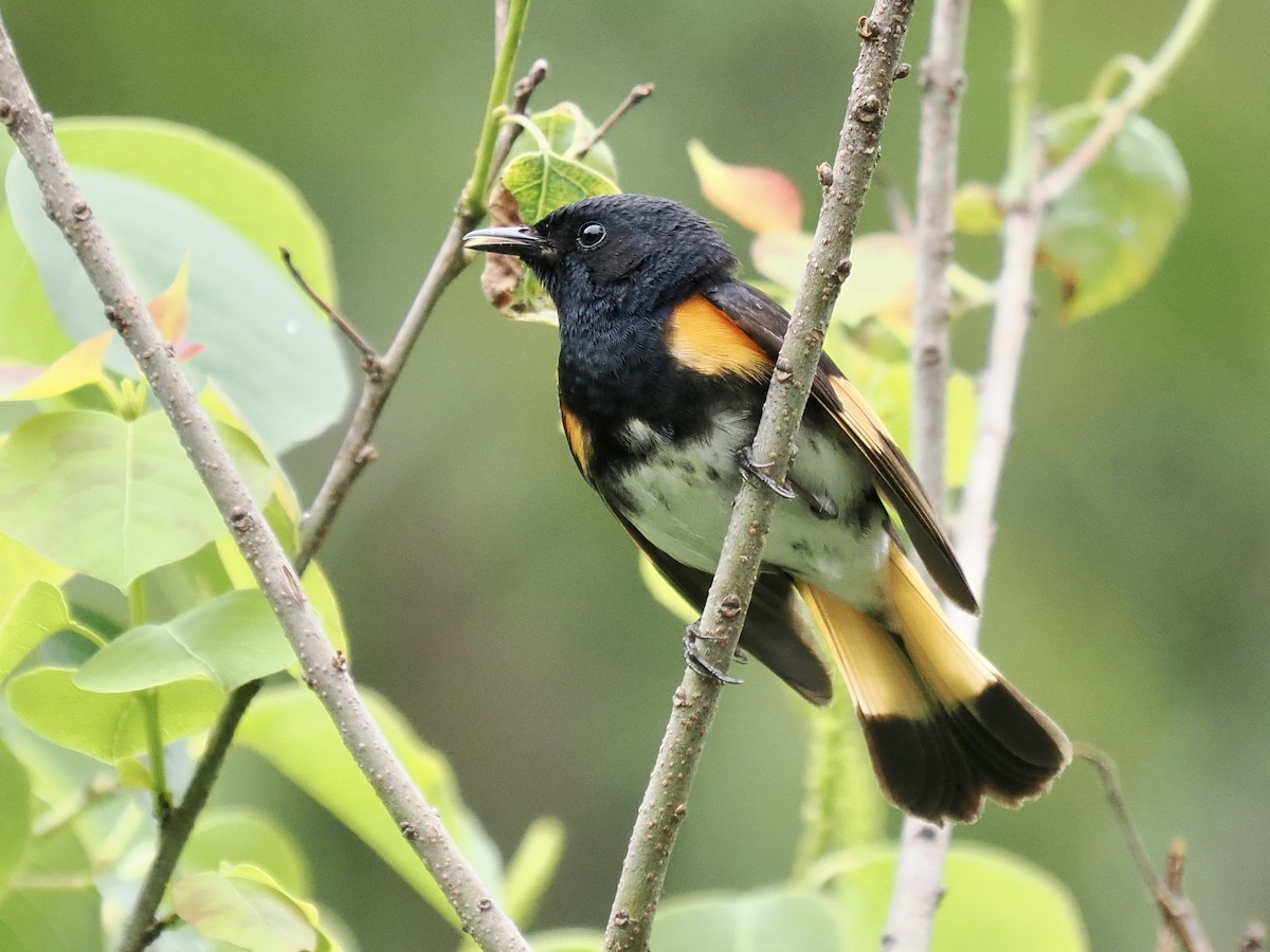American Redstart - ML567803781