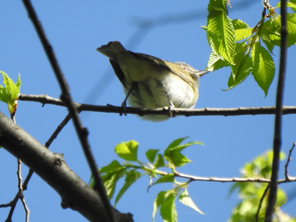 Red-eyed Vireo - Ron Marek