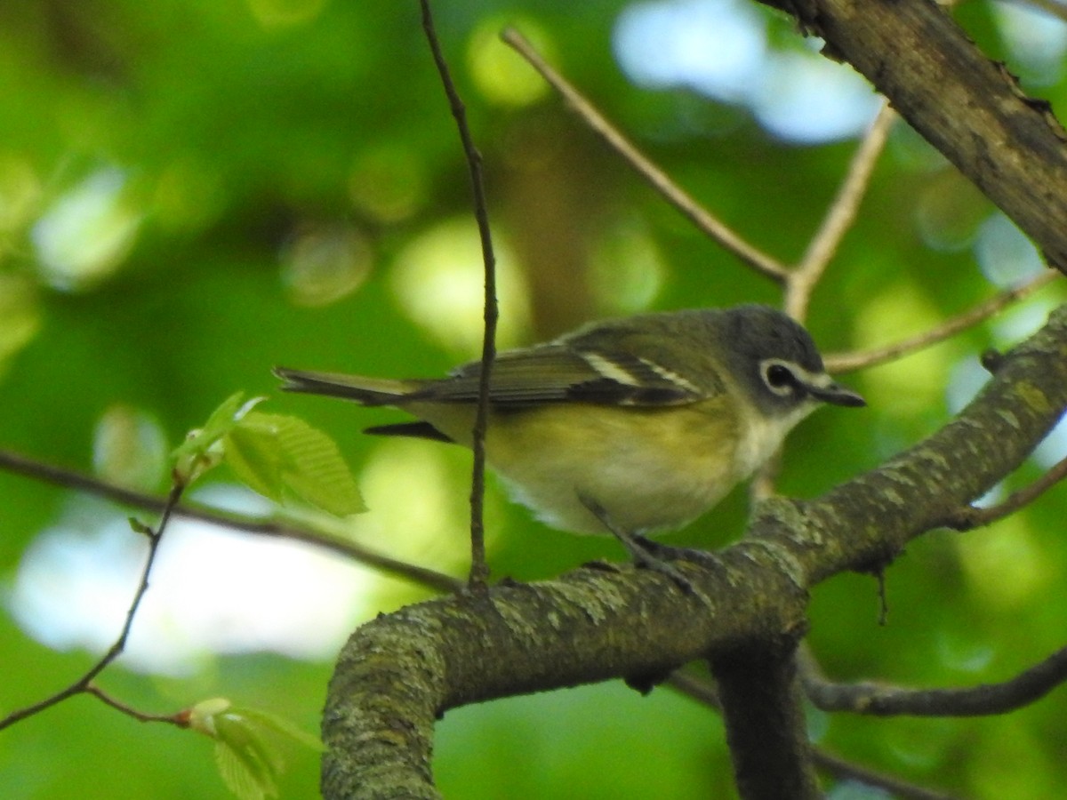 Blue-headed Vireo - Ron Marek