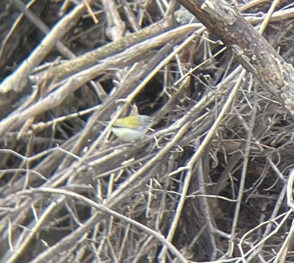 Tennessee Warbler - ML567804191