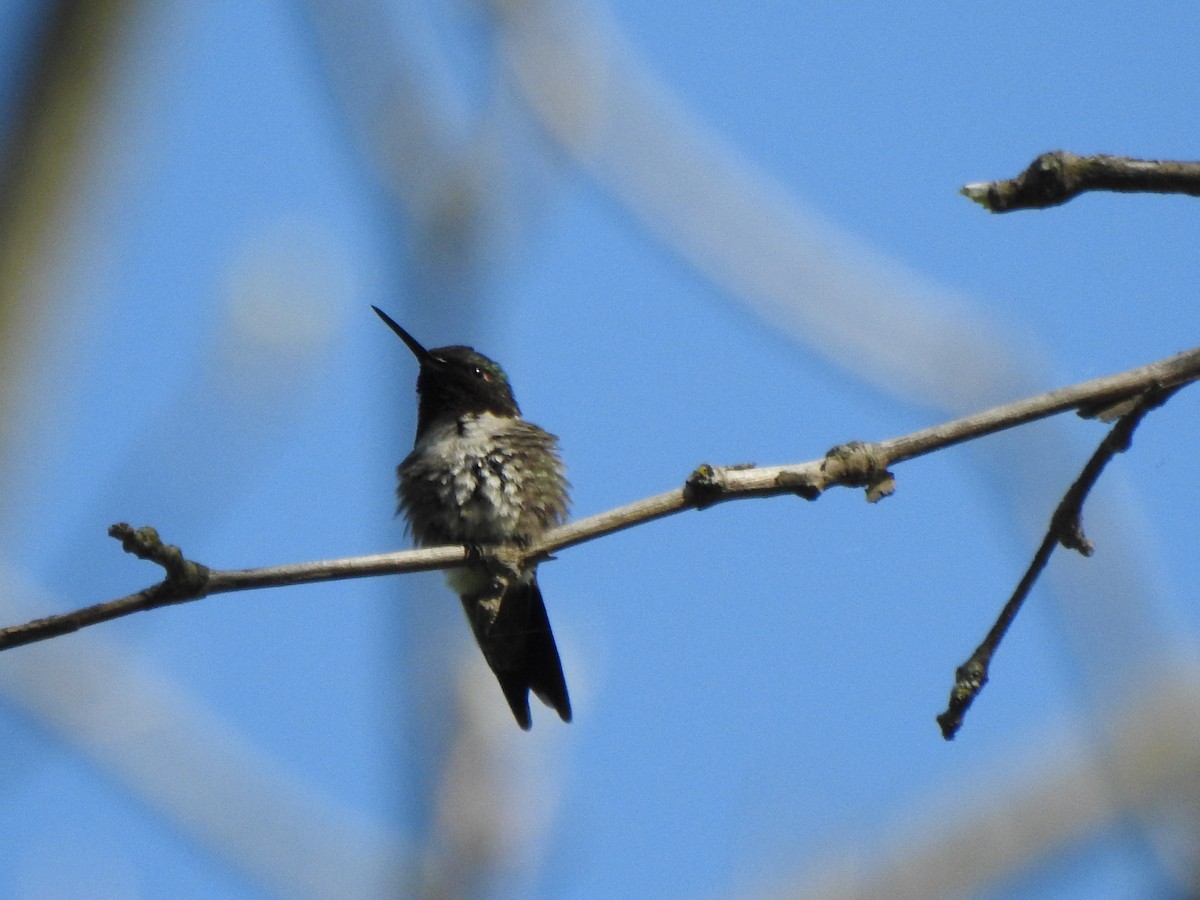 Ruby-throated Hummingbird - Ron Marek