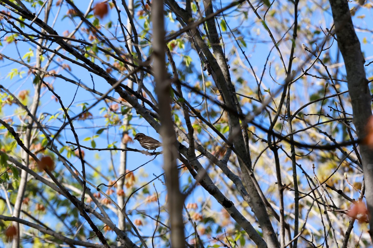 Purple Finch - ML567805331