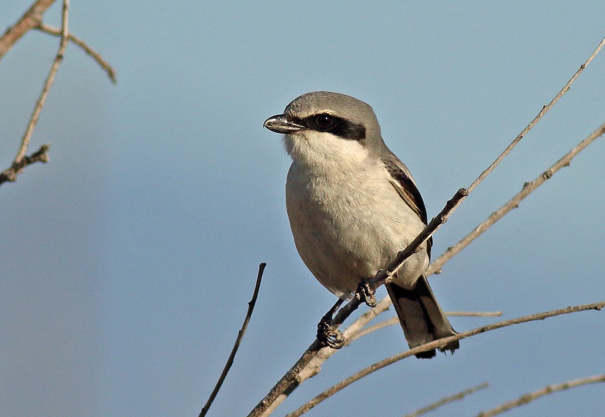 Pie-grièche migratrice - ML567805421