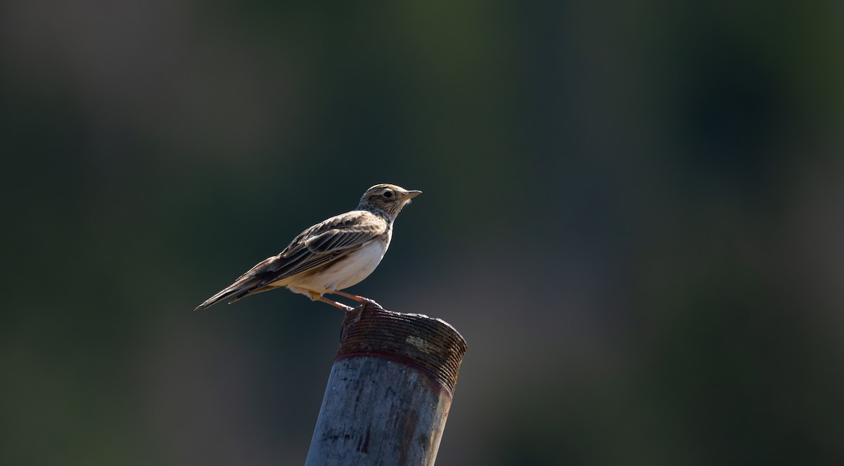 Eurasian Skylark (European) - ML567805901