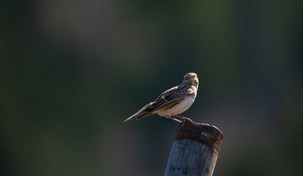 Eurasian Skylark (European) - ML567805911