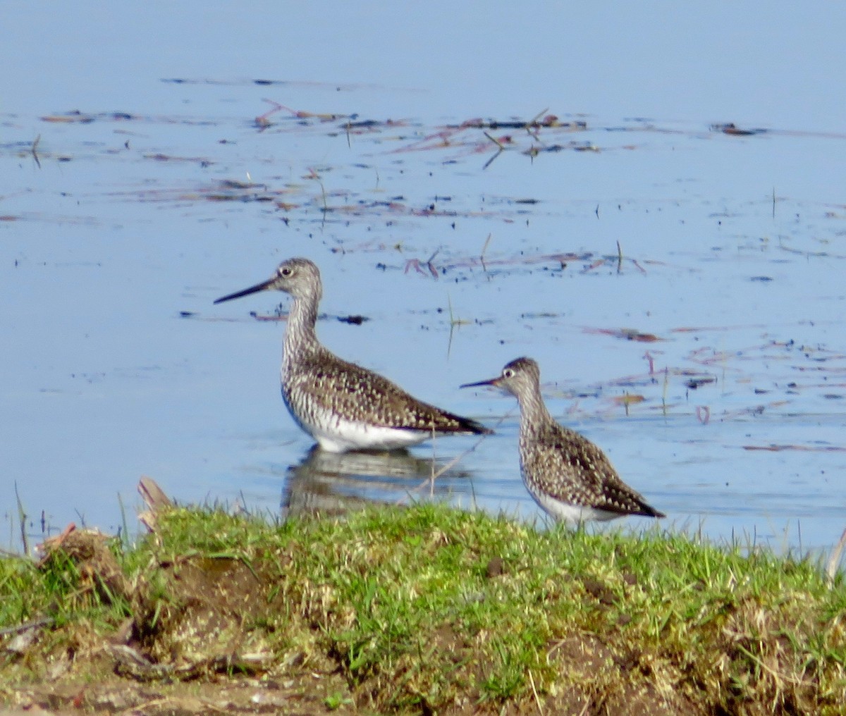 Lesser Yellowlegs - ML56780611