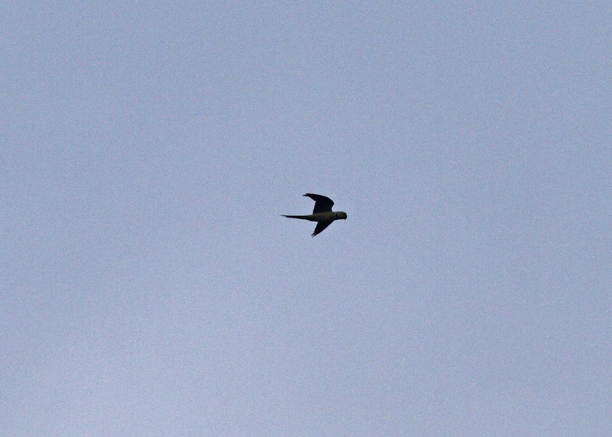 Rose-ringed Parakeet - ML567807721