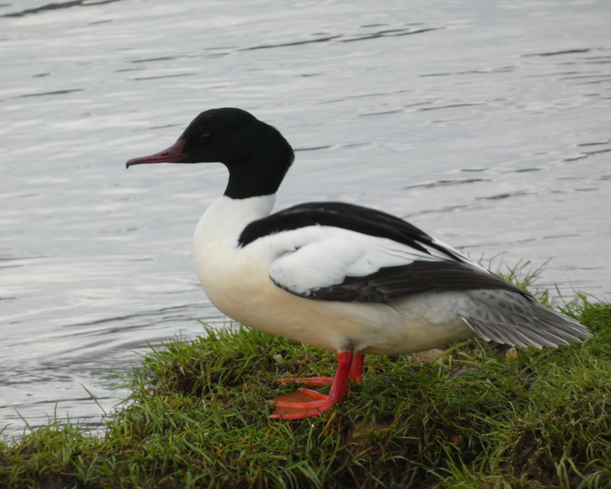 Common Merganser - ML567808271